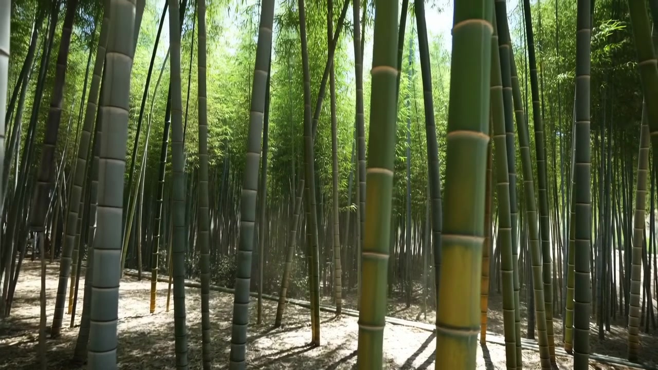 Foresta di bambù, nessuna azione osservata, in una foresta, con alberi di bambù, con texture di bambù, da una prospettiva grandangolare, con accenti verdi e marroni, e un'atmosfera naturale serena, dettaglio chiaro