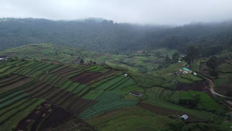 Beautiful-terrace-farming-in-Kokkal-village,-Kodaikanal,-Tamil-Nadu,-India