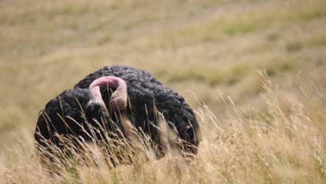 Avestruz-Macho-Acicalándose-En-Los-Pastizales-De-Sabana-De-Kenia-En-Cámara-Lenta