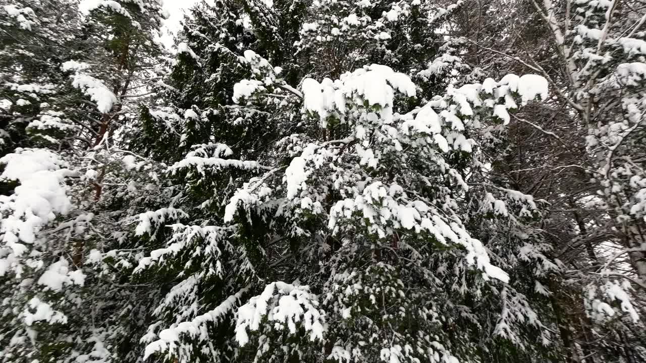 la foto de las copas de los pinos nevados en el paisaje forestal en invierno