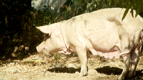 dirty and tied up female pig on a backyard animal farm