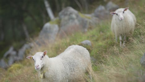 a flock of white woolly sheep grazing on a green rocky field slow-motion, pan-follow