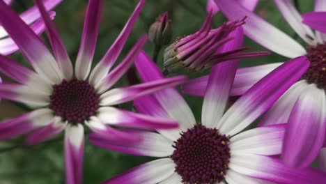 white purple summer flowers, extreme close up