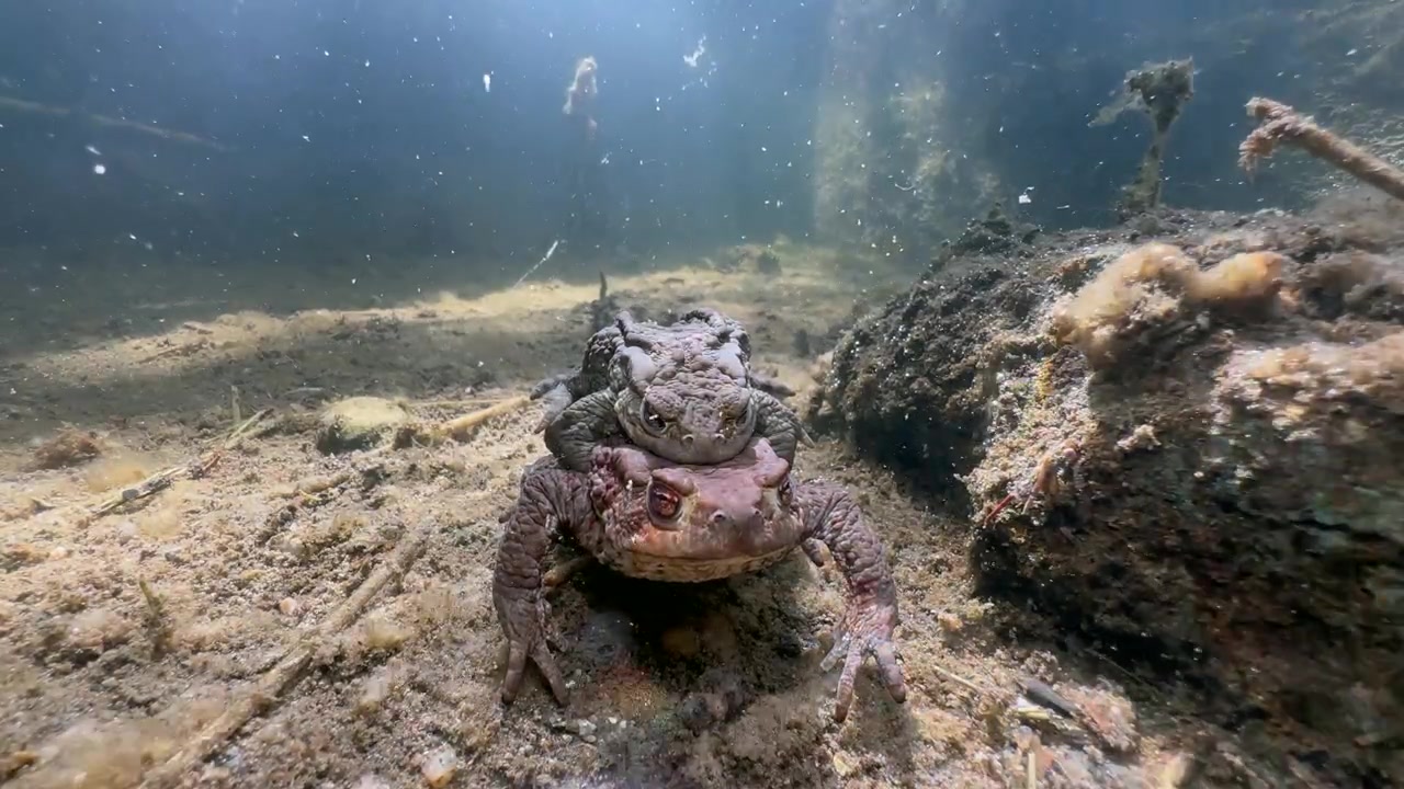 Самец обыкновенной жабы (Bufo bufo) на самке в амплексусе на дне ручья с чистой водой, Эстония.