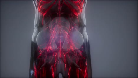 vasos sanguíneos del cuerpo humano