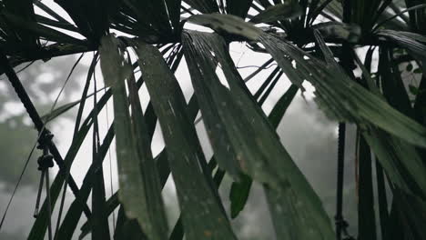 Toma-En-Cámara-Lenta-De-Una-Planta-Colgante-Verde-Oscuro-En-El-Bosque-Nuboso-De-Cerca