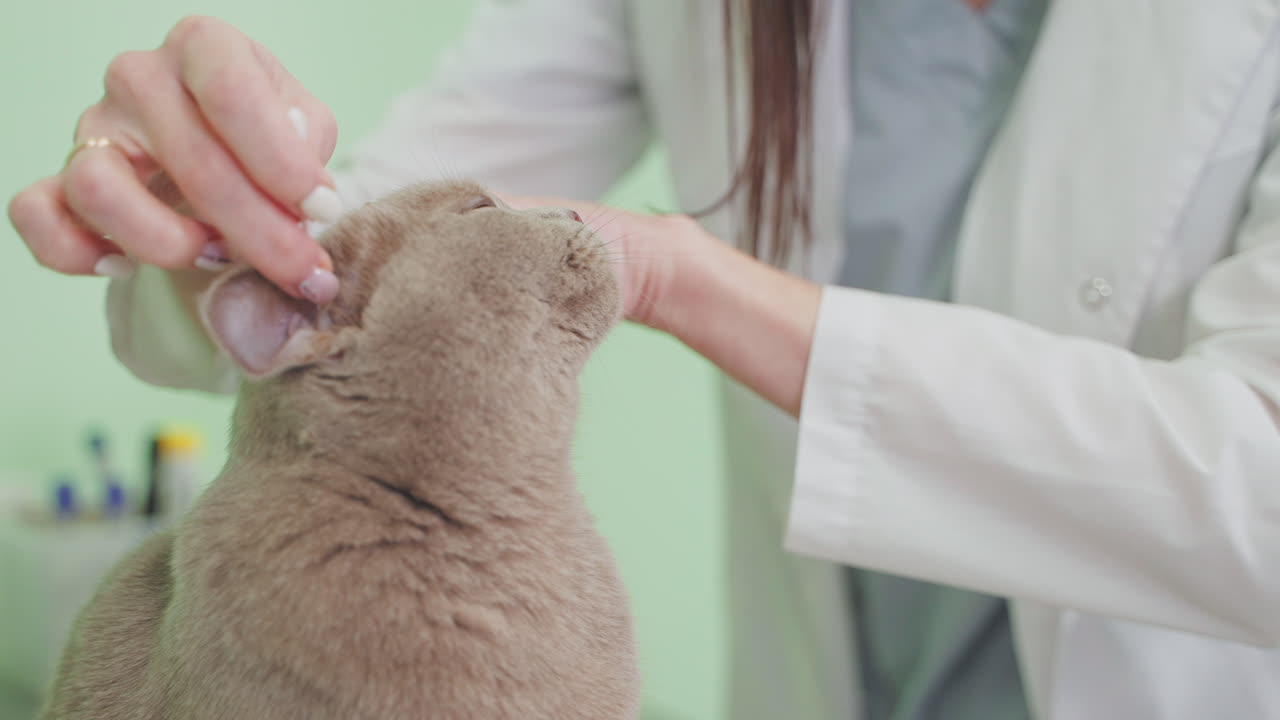 veterinario limpiando las orejas de un gato