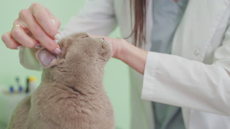 veterinarian cleaning a cat's ears