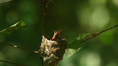 baby birds seen willing to eat while waiting for their parent to come and feed, black-naped blue flycatcher hypothymis azurea, thailand