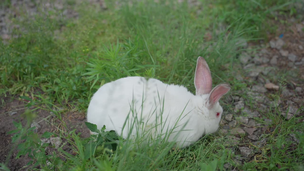 Calm Bunny Nestled Among Lush Greenery And Rocks, Serene Rabbit Resting Peacefully In Grassy And Rocky Area, Tranquil Scene Featuring Curled Rabbit Amidst Natural Textures And Soft Plant Life
