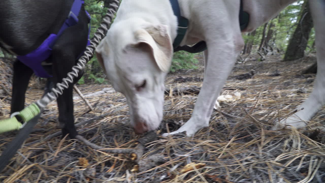 Two dogs sniff the forest floor