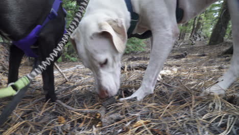 two dogs sniff the forest floor