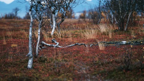 paisaje de tundra otoñal - abedules enanos cubiertos de hojas coloridas