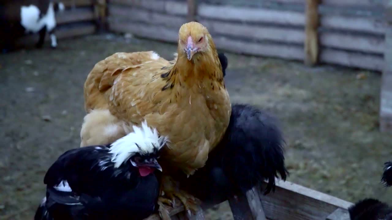 los pollos en una granja se sientan en la valla
