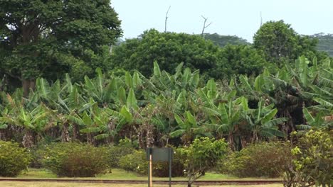 banana trees at plantation in honolulu, hawaii