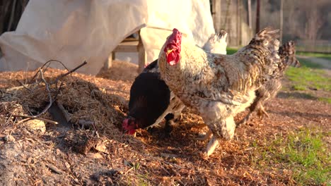 muchas gallinas buscan comida en el suelo en el día de otoño en tierras de cultivo