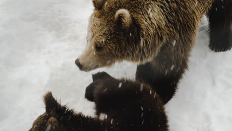 Grizzlybärenmutter,-Die-Bei-Schneefall-Im-Winter-Mit-Ihrem-Jungen-Im-Wald-Spielt