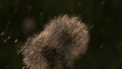 cabeza de semilla de diente de león en la luz del atardecer
