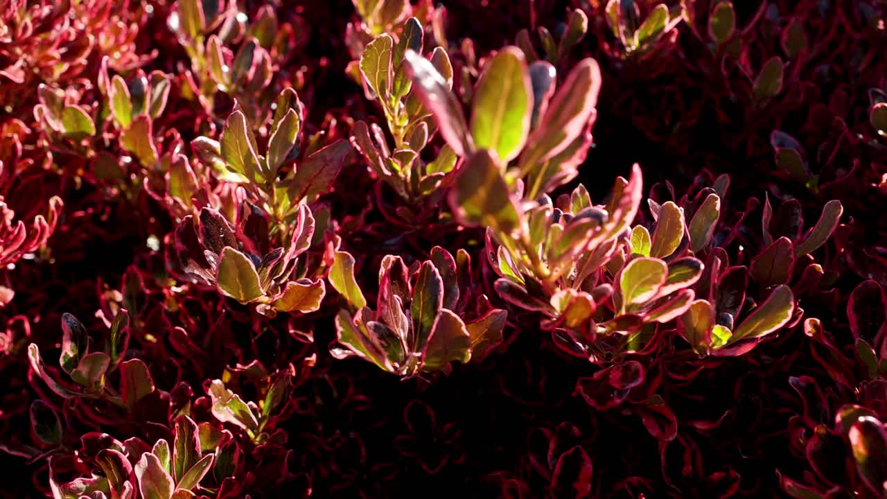 primer plano de los arbustos rojos en el parque de melbourne