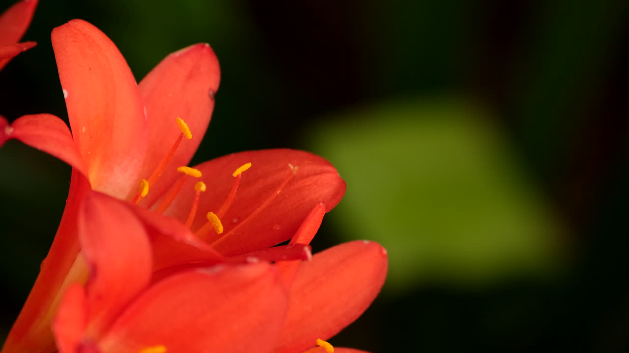 Detail closeup of orange clivia flower with yellow stamens, copy space right