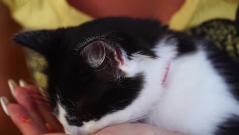 Black-and-white-cat-eating-shrimp-from-girl-hands,-close-up-shot