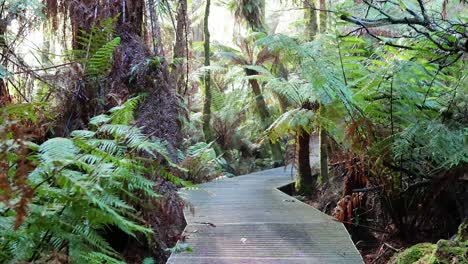 serene boardwalk through lush rainforest scenery