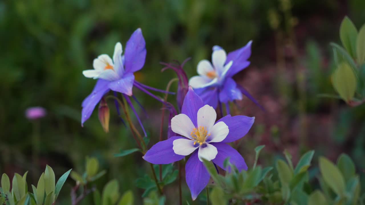 Close-up of Purple and White Columbine Flowers in Bloom