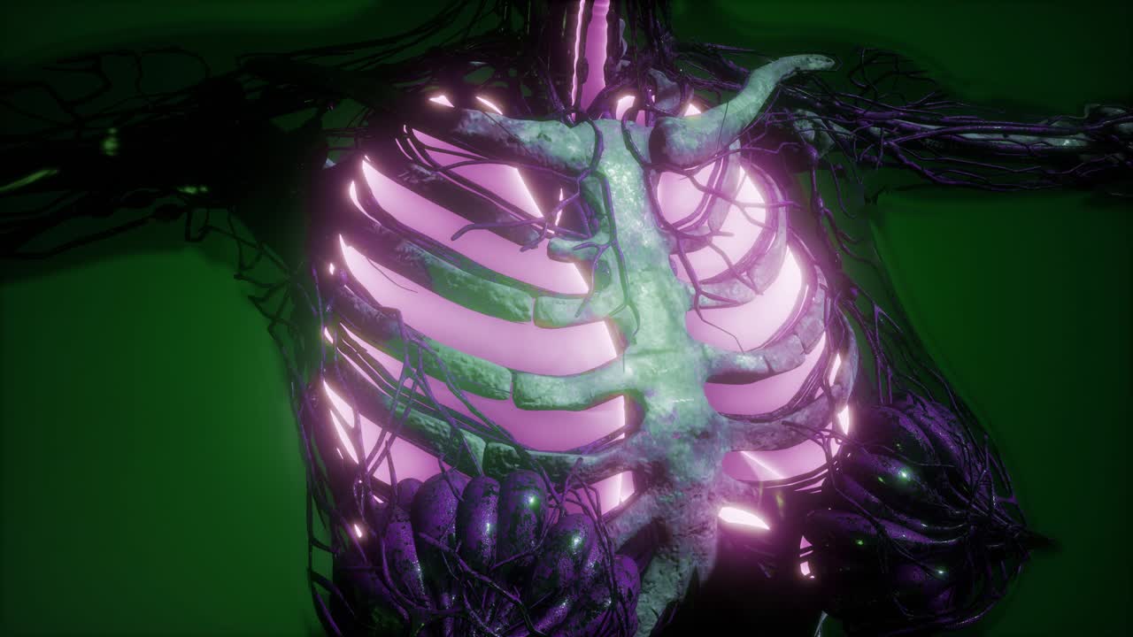 cuerpo humano con pulmones visibles