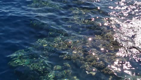 surface-of-the-Red-Sea-in-corals.