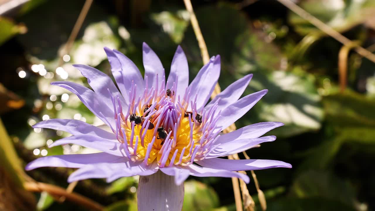 la abeja interactuando con el loto en el templo de wat pho