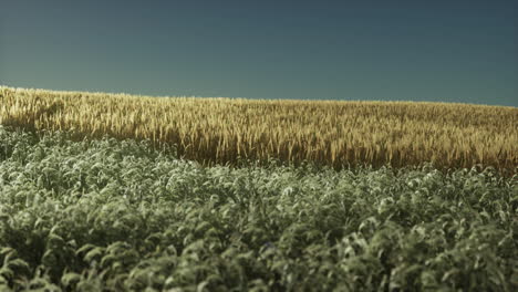 campo de trigo agrícola bajo la puesta del sol