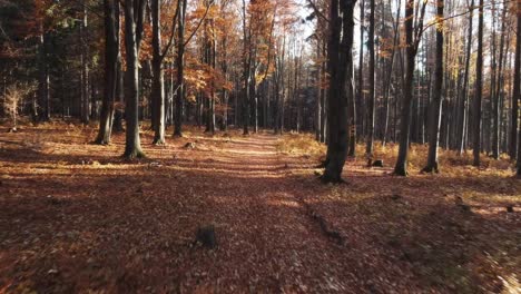 drone flying through falling leaves in autumn forest nature park in beautiful fall orange colors