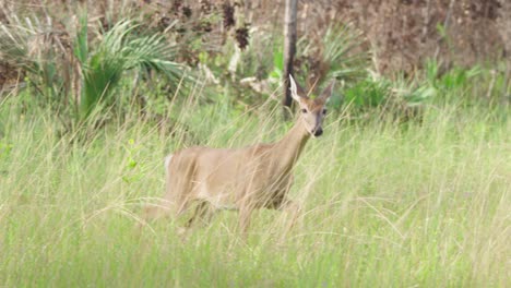 white tailed deer mammal walking along tall grass in pine rockland habitat