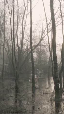 pantano boscoso de niebla