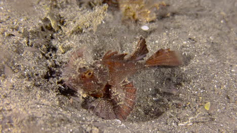 Unterwasseraufnahme-Eines-Ambon-Skorpionfisches-Im-Fressrausch,-Der-Durch-Eine-Fülle-Von-Plankton-Verursacht-Wird,-Das-Während-Eines-Nachttauchgangs-Vom-Licht-Angezogen-Wird