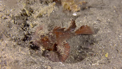 underwater shot of ambon scorpionfish in a feeding frenzy caused by an abundance of plankton attracted by light during a night dive