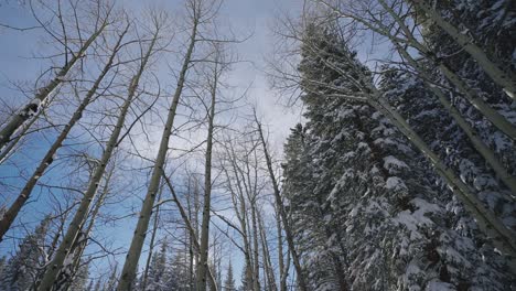 Espen-Und-Kiefern,-Die-Mit-Schnee-Bedeckt-Sind