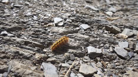 orange black caterpillar move in the sun on a stone rock ground