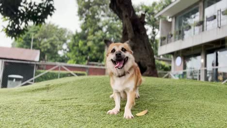 Fröhlicher,-Aufgeregter,-Verspielter-Corgi-Mix,-Brauner-Hund,-Der-Gras-Im-Hundepark-Tritt