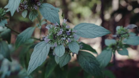 closeup of the wild herb mountain mint swaying in the wind