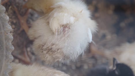 Fluffy baby chicks on a farm