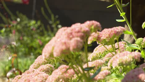 a sedum plant blooming in a home garden