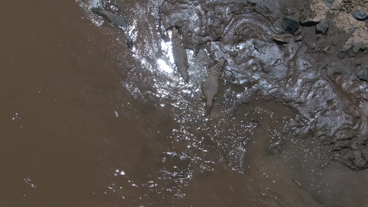 tiro de cocodrilos en el río en serengeti