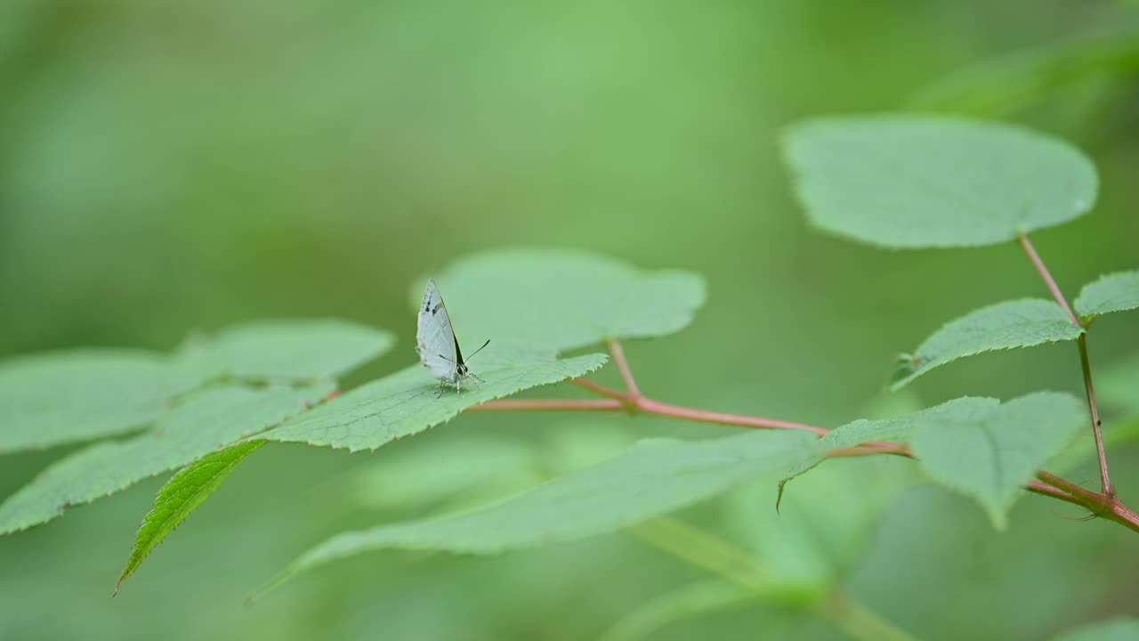 A small, orange butterfly with dark markings delicately rests on a vibrant green leaf.