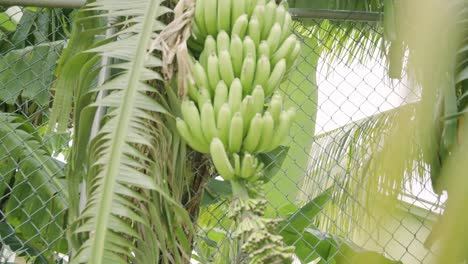 gran profundidad de campo tiro de árbol de plátano lleno de plátanos verdes y maduros sanos listos para ser cosechados