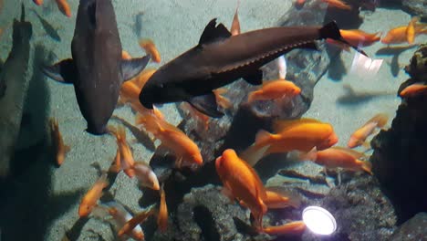 ripsaw catfish swimming above red devil cichlid fishes