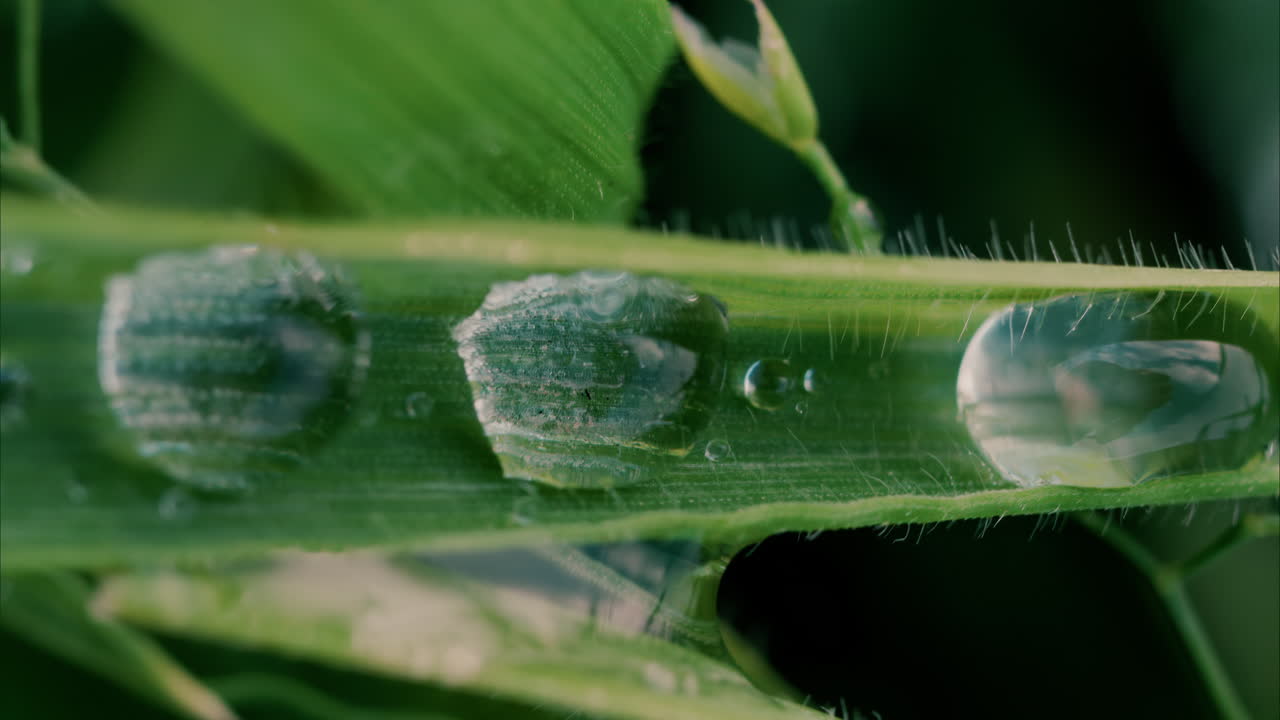 Close up water drops on a green grass leaf blade