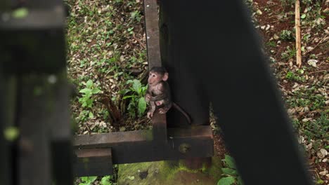 baby monkey sitting on the wooden structure in aberdare national park in kenya