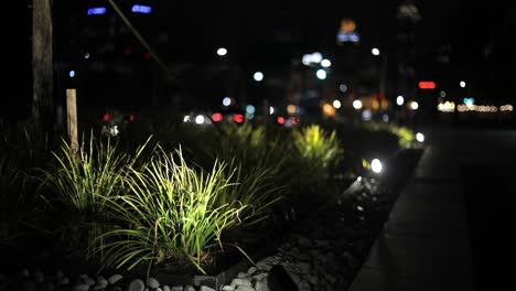flora plantada soplando en el viento, espacio urbano por la noche con semáforos