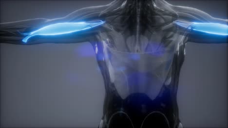 bíceps - mapa de la anatomía muscular visible